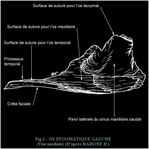 anatomie zygomatique