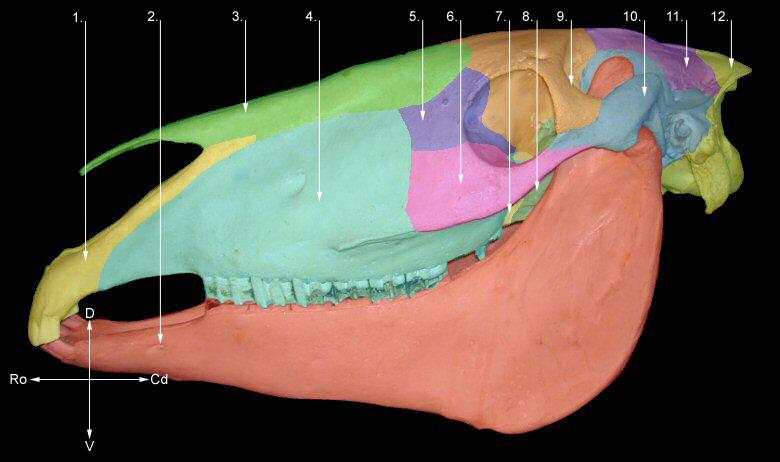 Os occipital